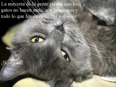 LOS GATOS NUESTROS AMIGOS