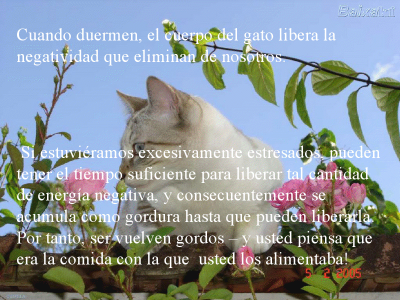 LOS GATOS NUESTROS AMIGOS