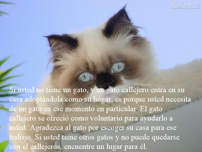 LOS GATOS NUESTROS AMIGOS