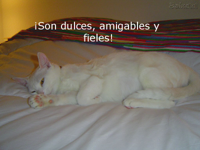 LOS GATOS NUESTROS AMIGOS