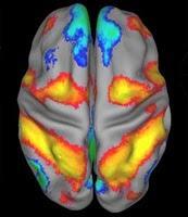 Neuroeconomía y los enigmas del cerebro