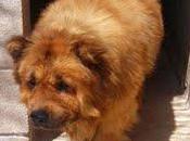 Simba, chow-chow, años.