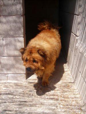 Simba, chow-chow, 8 años.