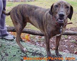 Fotos de perros Plott 