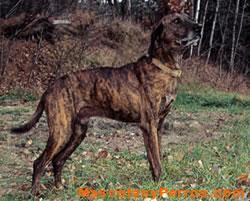 Fotos de perros Plott 