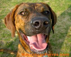 Fotos de perros Plott 