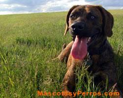 Fotos de perros Plott 