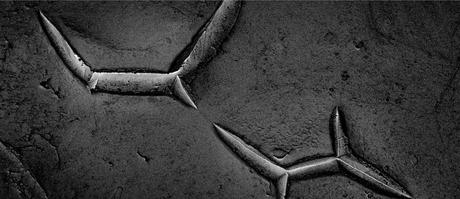 Caren Alpert – Lo que comemos, bajo el microscopio