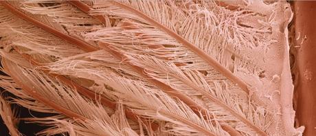 Caren Alpert – Lo que comemos, bajo el microscopio