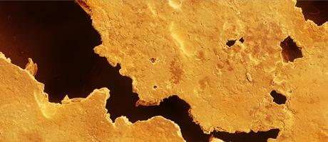 Caren Alpert – Lo que comemos, bajo el microscopio