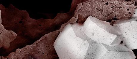 Caren Alpert – Lo que comemos, bajo el microscopio