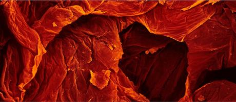 Caren Alpert – Lo que comemos, bajo el microscopio