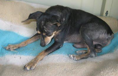 ¡¡AYUDA PARA PIXIN, SE LO MERECE!!!