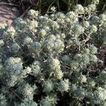 Zamarrilla, planta, fotos