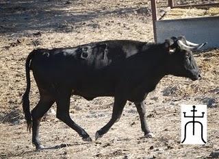 SE INICIA LA CUENTA ATRÁS PARA EL TORO DE CUERDA DE CARCABUEY 2011