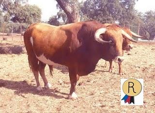 SE INICIA LA CUENTA ATRÁS PARA EL TORO DE CUERDA DE CARCABUEY 2011