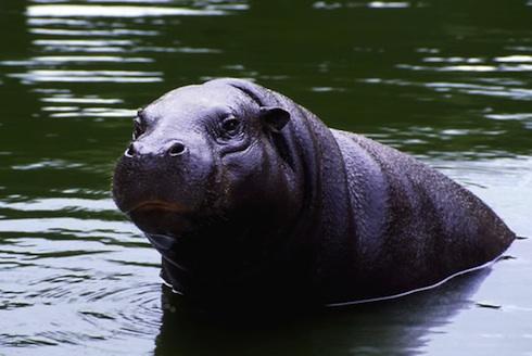 hipopotamo-enano-liberia