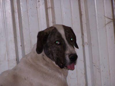 DOS MASTINES asfixiados de calor en una caseta de obra. (MADRID)