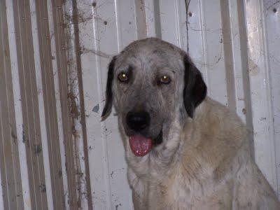DOS MASTINES asfixiados de calor en una caseta de obra. (MADRID)