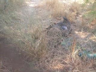 ¿Que pasa cuando uno no va a dar de comer a los perros?