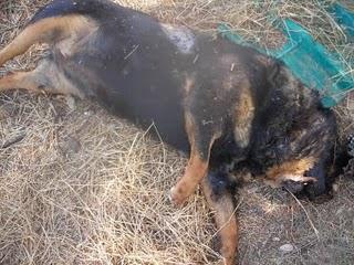 ¿Que pasa cuando uno no va a dar de comer a los perros?