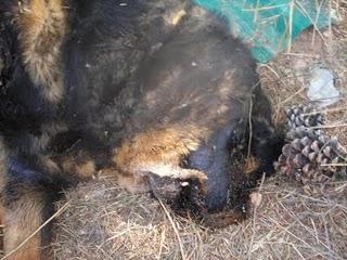 ¿Que pasa cuando uno no va a dar de comer a los perros?