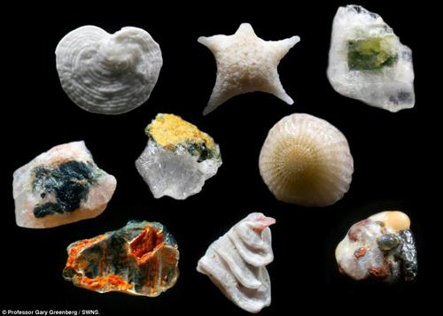 La belleza de lo microscópico