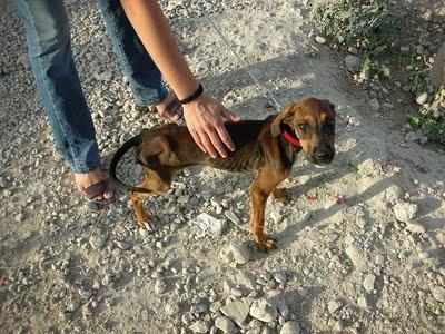 MUY URGENTE!! LAIA. CACHORRA EN ESTADO LAMENTABLE.