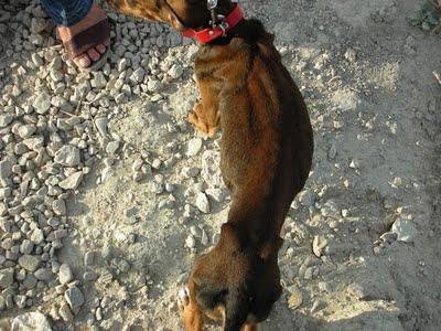 MUY URGENTE!! LAIA. CACHORRA EN ESTADO LAMENTABLE.