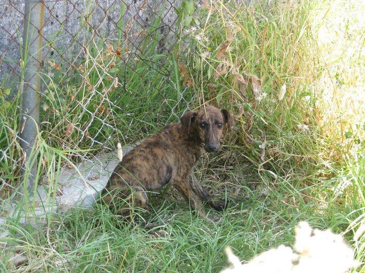 Galga esqueletica con cachorros en Córdoba Urgente