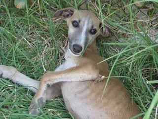 Galga esqueletica con cachorros en Córdoba Urgente