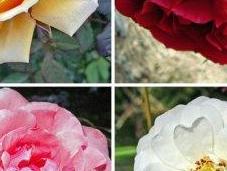 Rosa