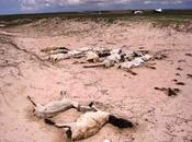 Somalia... ¿quién salva?