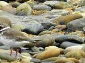 Primeros migrantes postnupciales Bañugues