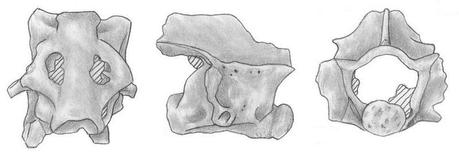 Descubren en Atapuerca la mayor asociación de fósiles de anfibios y reptiles