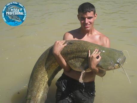 PESCA SILUROS EBRO