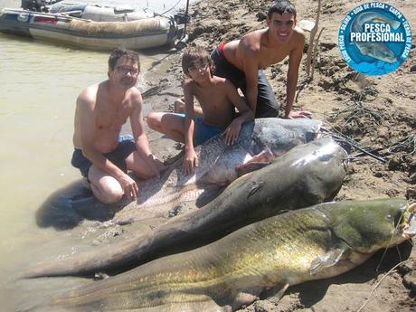 PESCA SILUROS EBRO