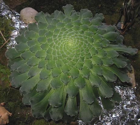 Aeonium tabuliforme Aeonium tabuliforme