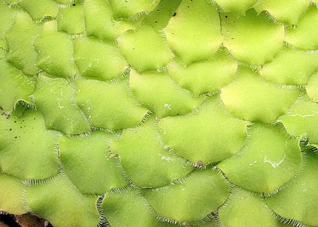 Aeonium tabuliforme Aeonium tabuliforme