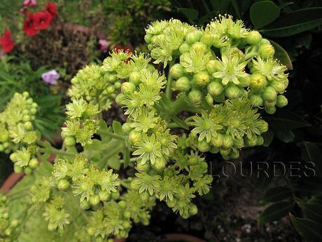 Aeonium tabuliforme Aeonium tabuliforme