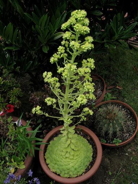 Aeonium tabuliforme Aeonium tabuliforme