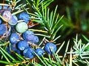 Aceite esencial Enebro