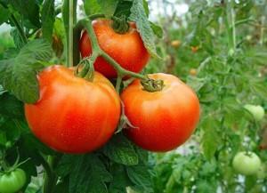 La planta del tomate, reina de los antioxidantes