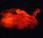 Ruppy, perro fluorescente