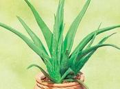 Plantar Aloe Vera, mejor inversión!