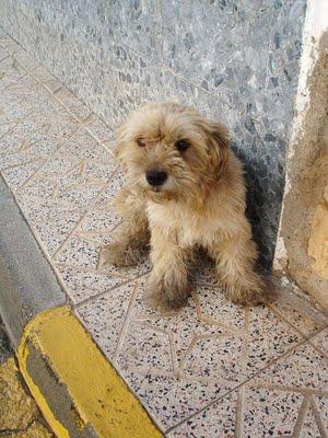 BOBY, pequeño peludito en peligro....LO INTENTAN ENVENENAR - El Arca de Noé de Córdoba.