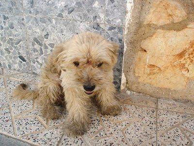 BOBY, pequeño peludito en peligro....LO INTENTAN ENVENENAR - El Arca de Noé de Córdoba.