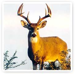 Encuentro con los Animales de Poder