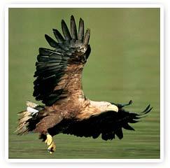 Encuentro con los Animales de Poder