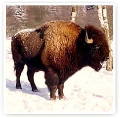 Encuentro con los Animales de Poder